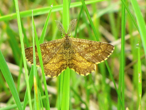 piadivka vresova Ematurga atomaria