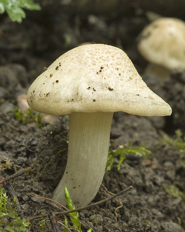 hodvábnica jarná Entoloma clypeatum (L.) P. Kumm.