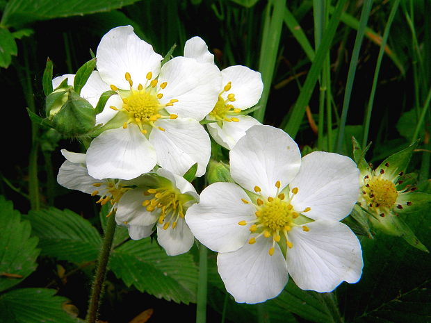 jahoda obyčajná Fragaria vesca L.