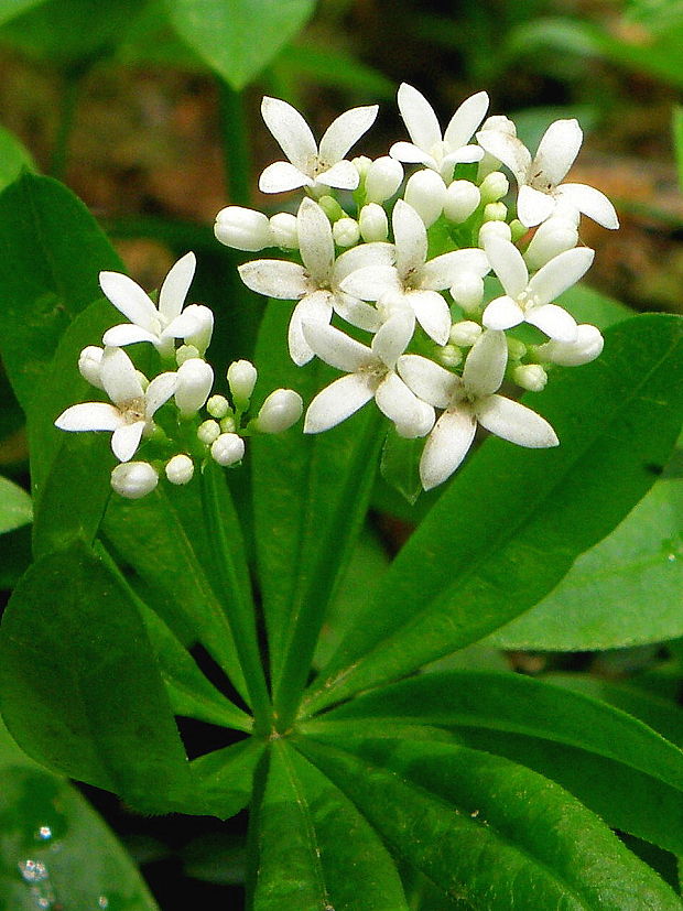 lipkavec marinkový Galium odoratum (L.) Scop.