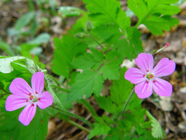 pakost smradľavý Geranium robertianum L.