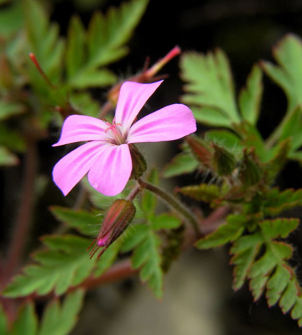 pakost smradľavý Geranium robertianum L.