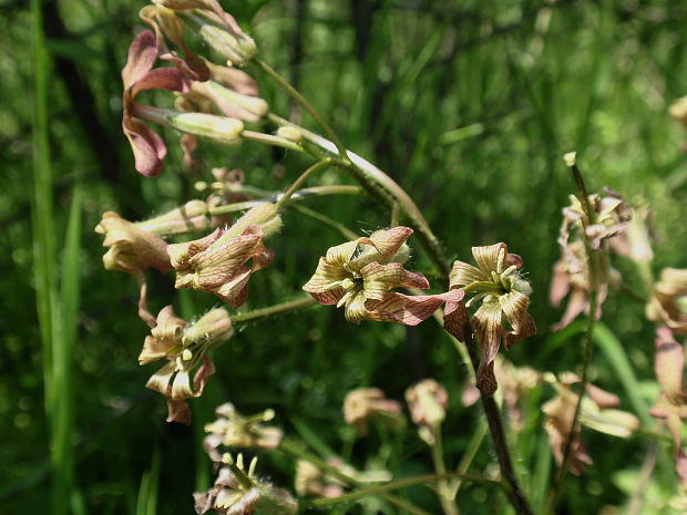 večernica smutná Hesperis tristis L.