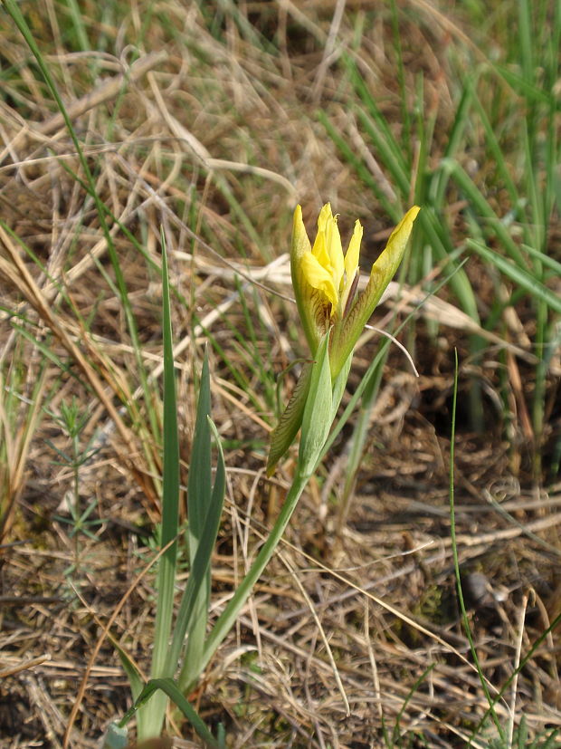 kosatec piesočný Iris arenaria Waldst. et Kit.