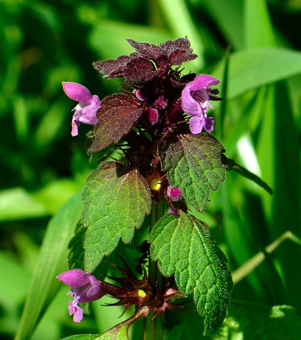 hluchavka purpurová Lamium purpureum L.