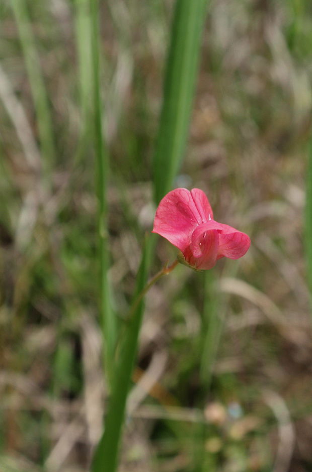 hrachor trávolistý Lathyrus nissolia L.