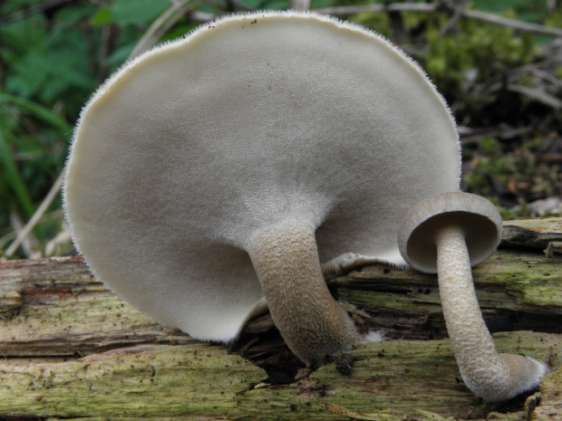 trúdnik strapkatý Lentinus substrictus (Bolton) Zmitr. & Kovalenko