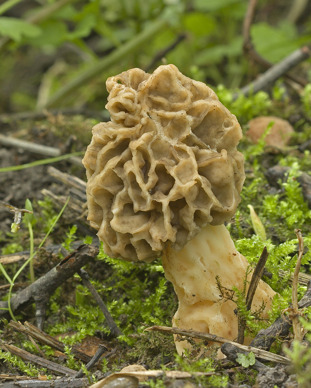 smrčok jedlý? Morchella esculenta (L.) Pers.