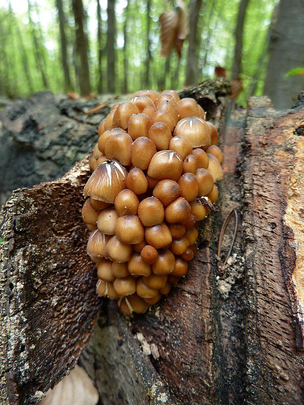 prilbička žltohlúbiková Mycena renati Quél.