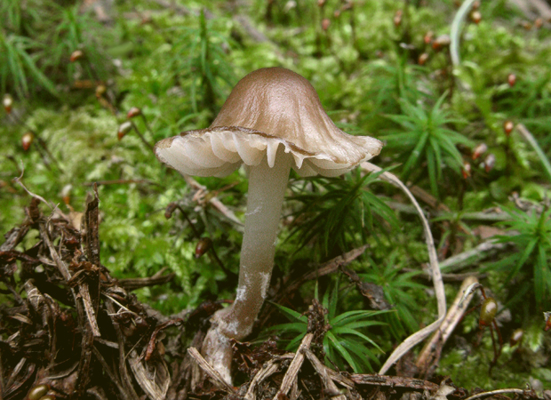 prilbička Mycena sp.