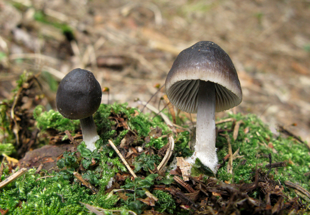 prilbička šišková Mycena strobilicola J. Favre & Kühner