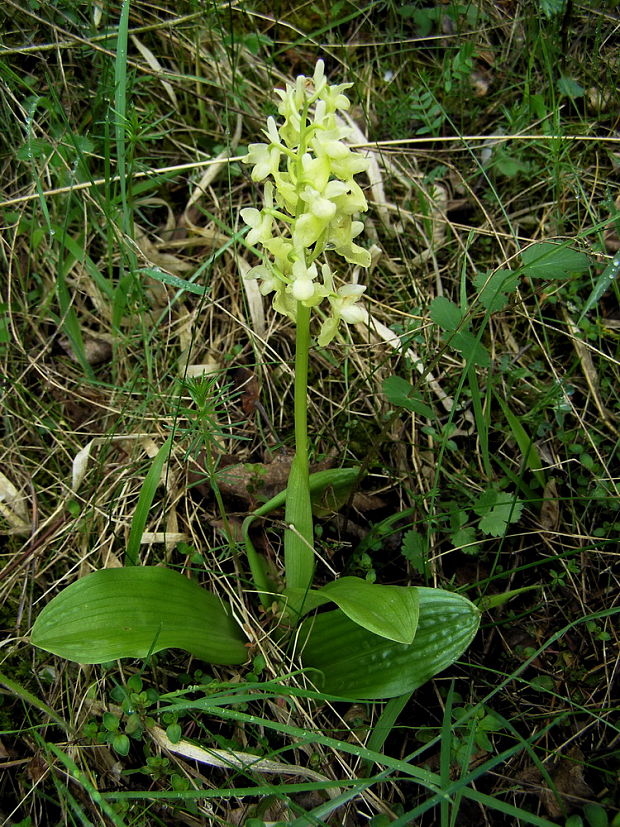 vstavač bledý Orchis pallens L