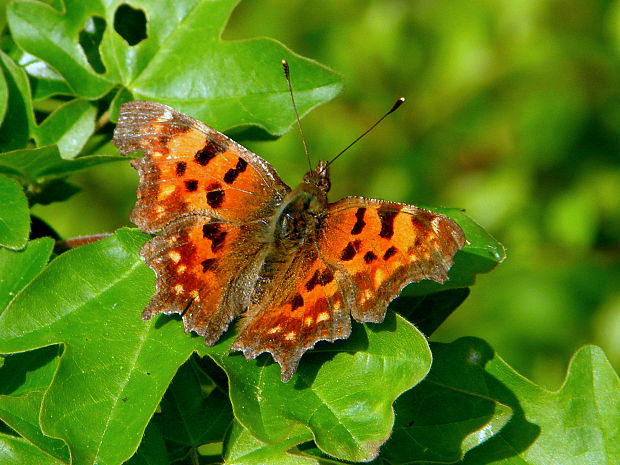 babôčka zubatokrídla  Polygonia C-album  Linnaeus, 1758