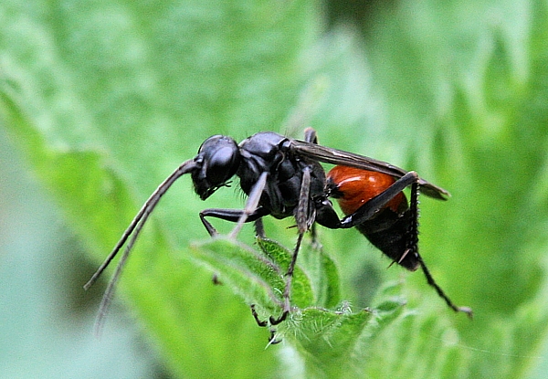 včielka Sphecodes albilabris