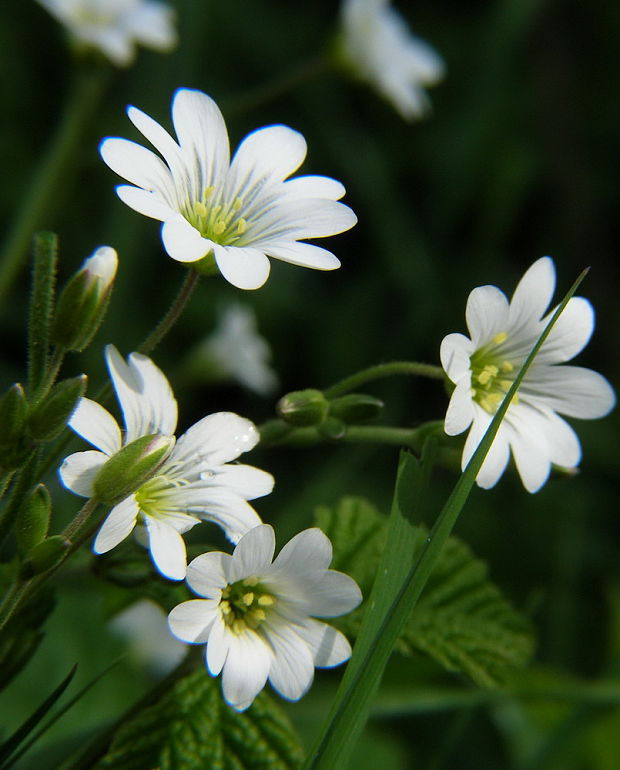 hviezdica veľkokvetá Stellaria holostea L.