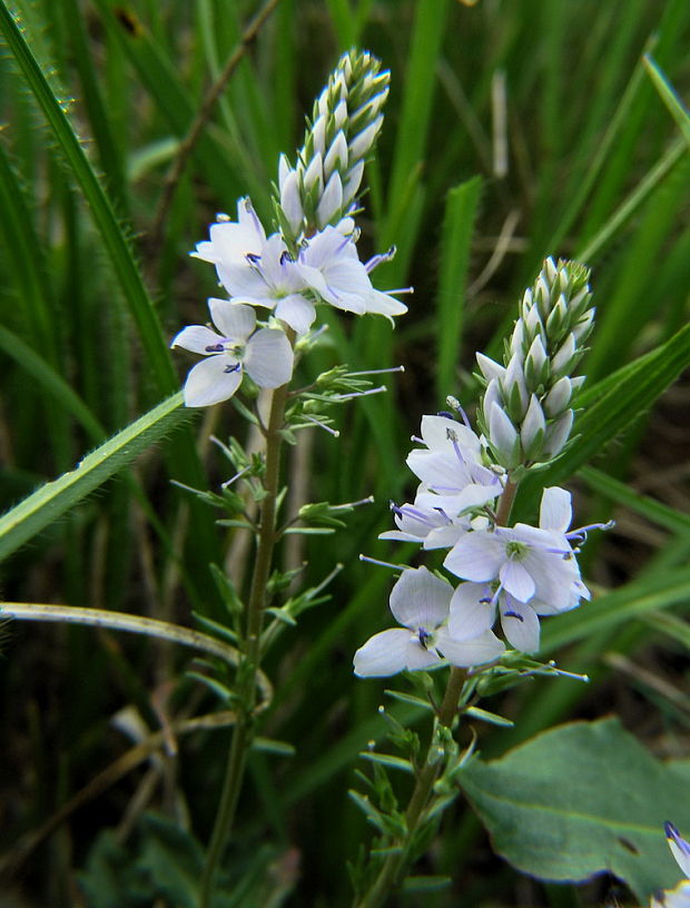 veronika rozprestretá Veronica prostrata L.