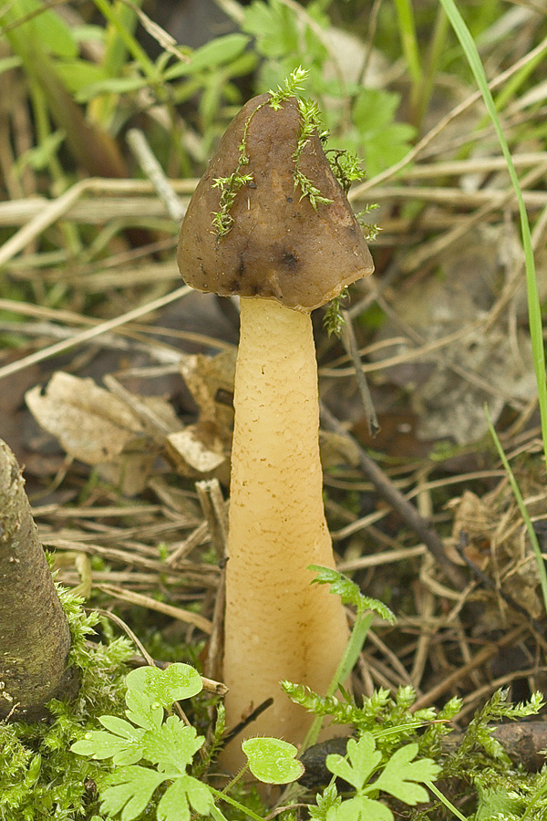 smrčkovec náprstkovitý Verpa conica (O.F. Müll.) Sw.