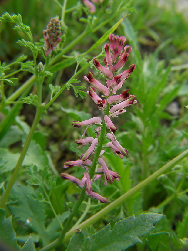 zemedym lekársky fumaria officinalis L.