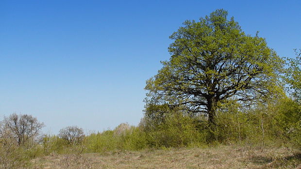 solitéry