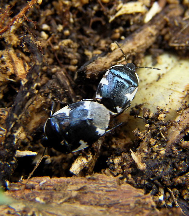 bzdocha tritomegas sexmaculatus