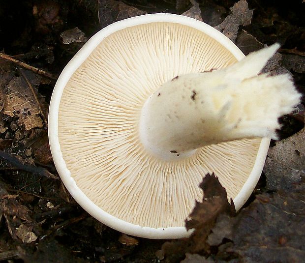 čirůvka májovka Calocybe gambosa (Fr.) Donk