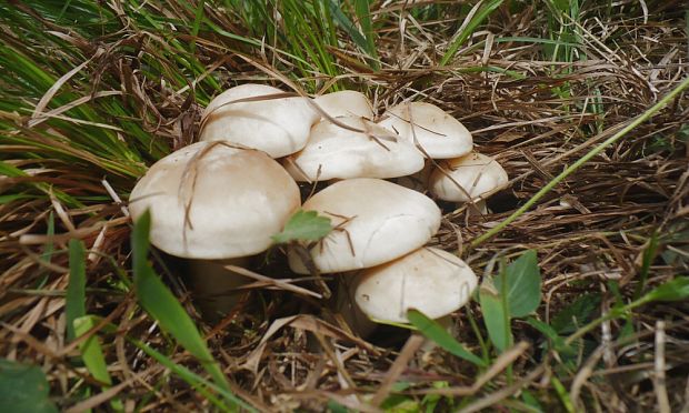 čírovnica májová Calocybe gambosa (Fr.) Donk