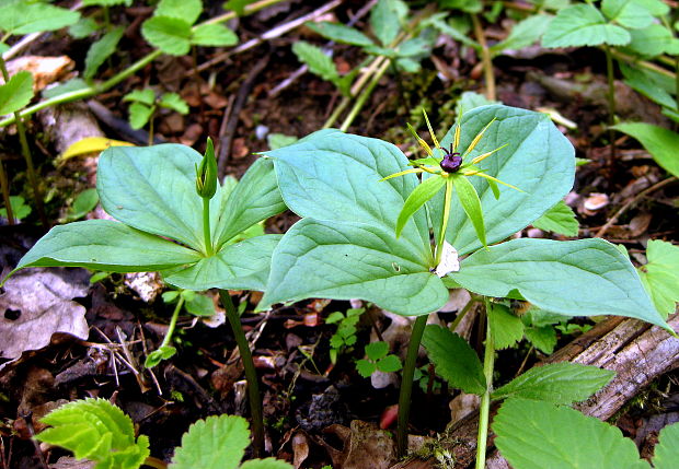 vranovec štvorlistý Paris quadrifolia L.