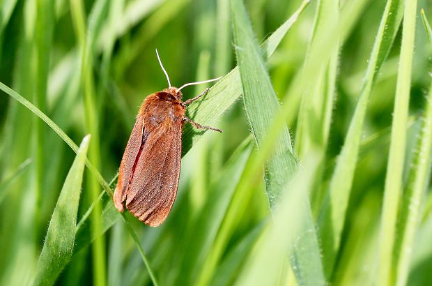 spriadač štiavcový Phragmatobia fuliginosa