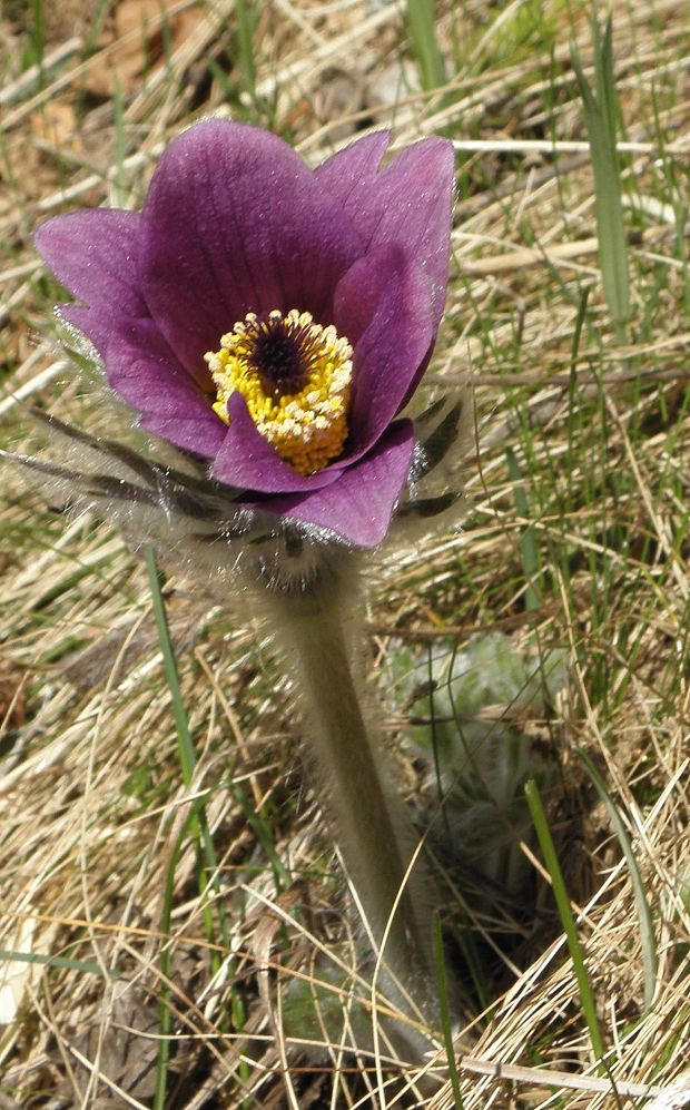 poniklec slovenský Pulsatilla slavica Reuss