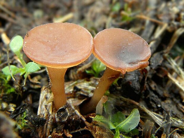 hľuznatka ďatelinová Sclerotinia trifoliorum Erikss.