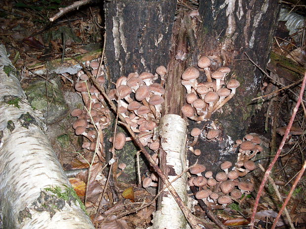 podpňovka Armillaria sp.