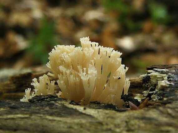 korunovec svietnikovitý Artomyces pyxidatus (Pers.) Jülich