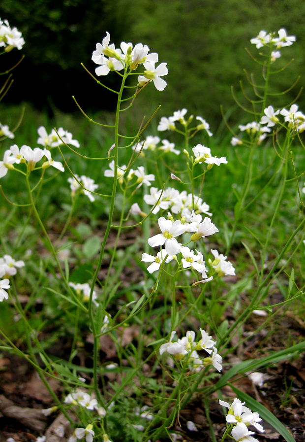 žerušnica horká Cardamine amara L.