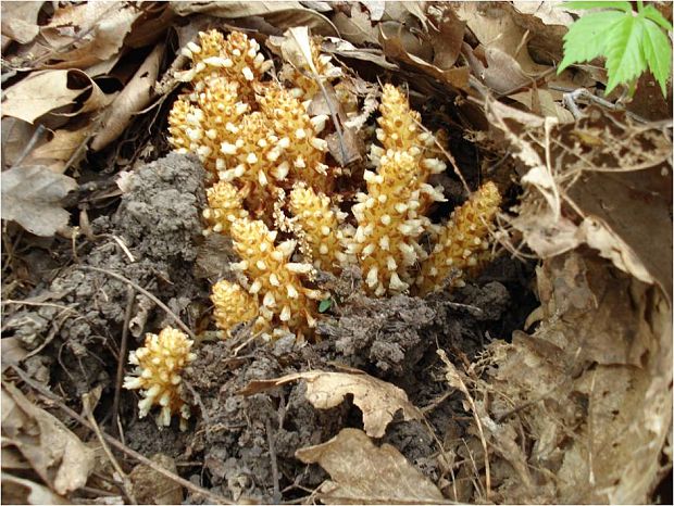 kvety "squaw root" - paraziticka rastlina Conopholis americana