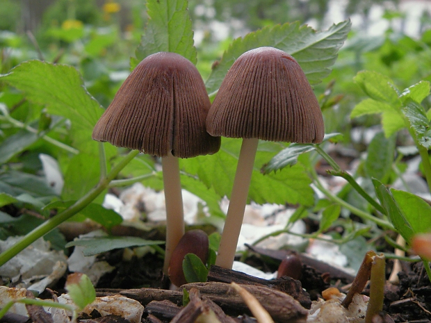 hnojník Coprinus sp.