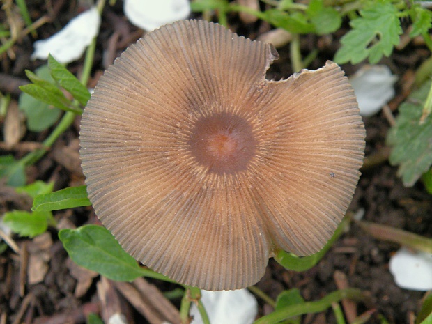 hnojník Coprinus sp.