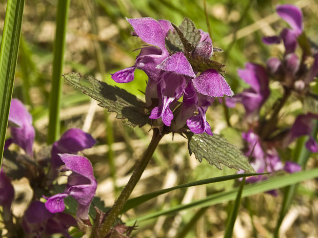 hluchavka škvrnitá Lamium maculatum L.