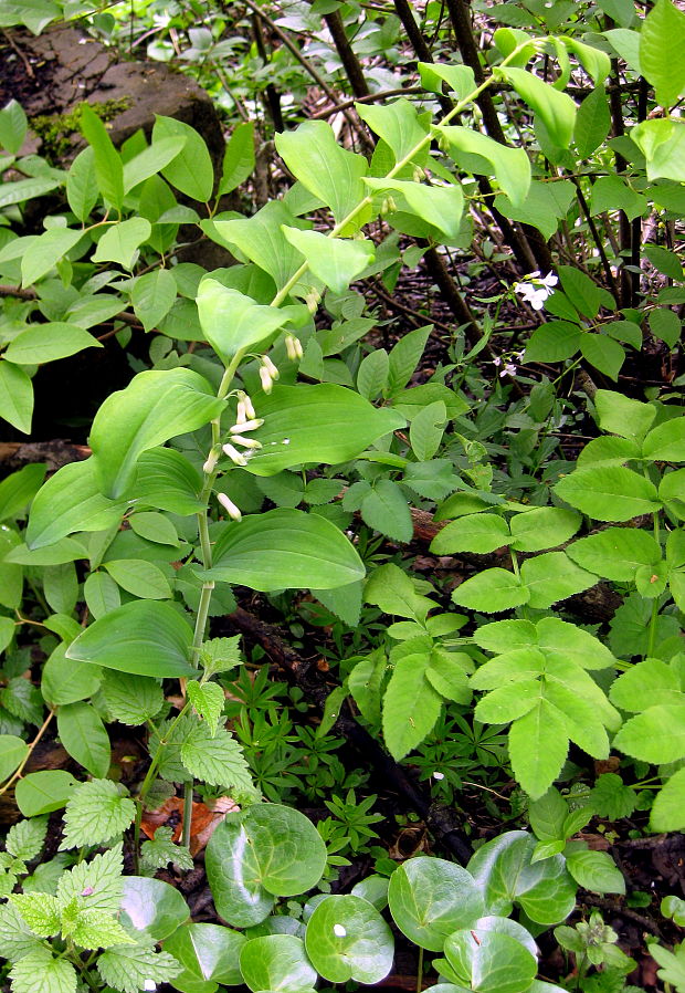 kokorík mnohokvetý Polygonatum multiflorum (L.) All.