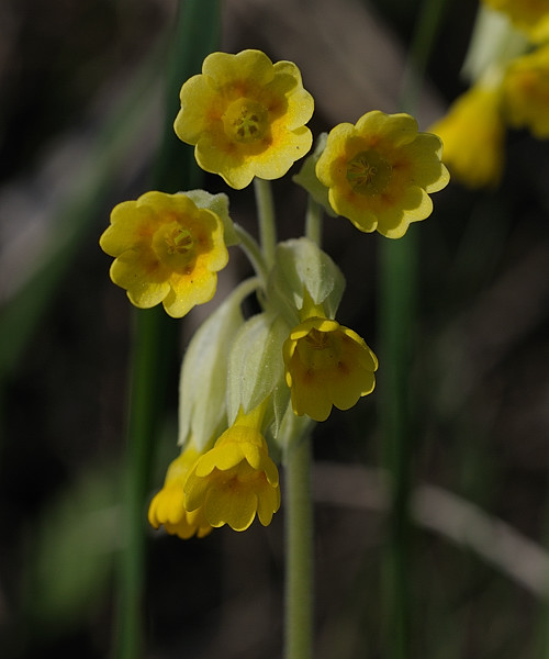 prvosienka jarná  Primula veris L.