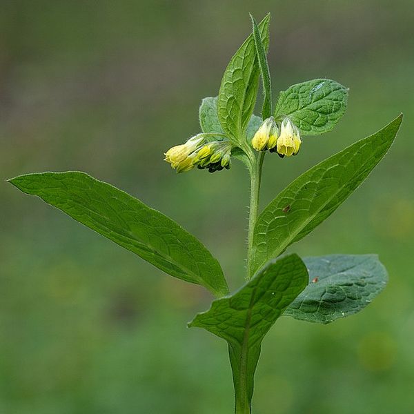 kostihoj hľuznatý  Symphytum tuberosum L.