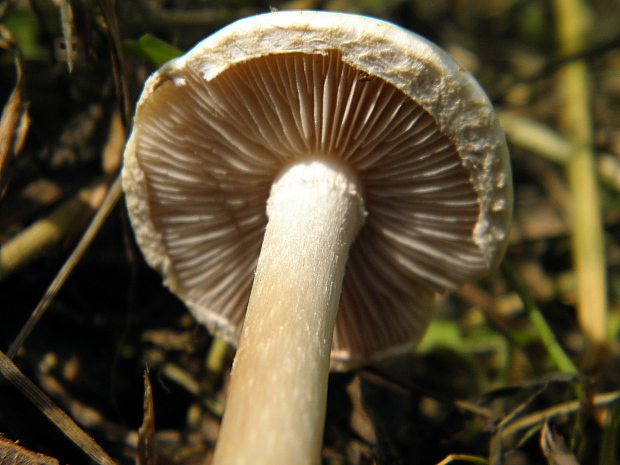 poľnička? Agrocybe sp.