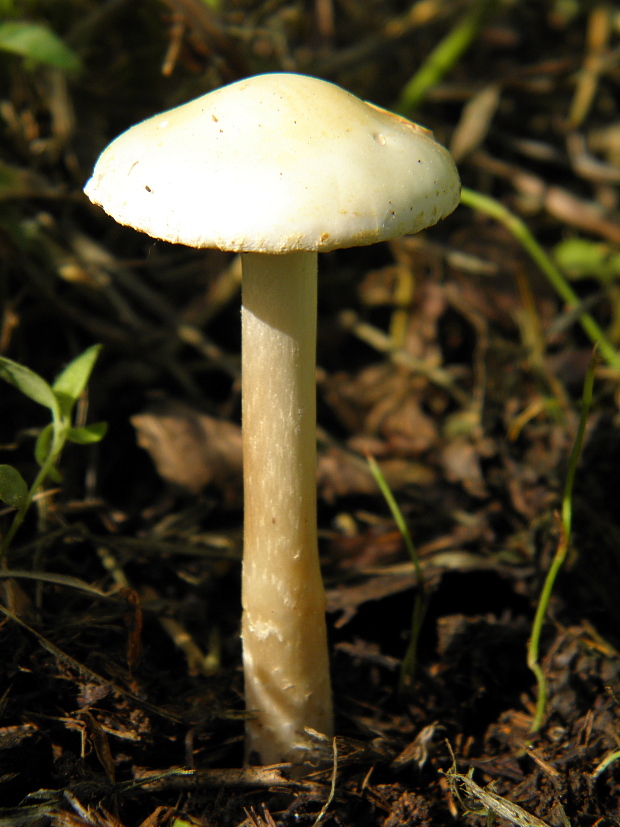 poľnička? Agrocybe sp.