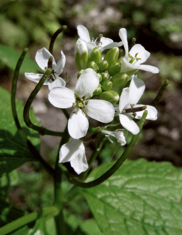 cesnačka lekárska Alliaria petiolata (M. Bieb.) Cavara et Grande