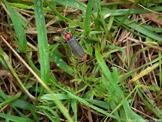 snehuľčík obyčajný Canntharis rustica