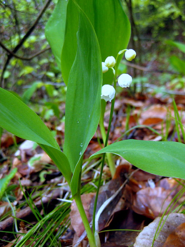 konvalinka voňavá Convallaria majalis L.