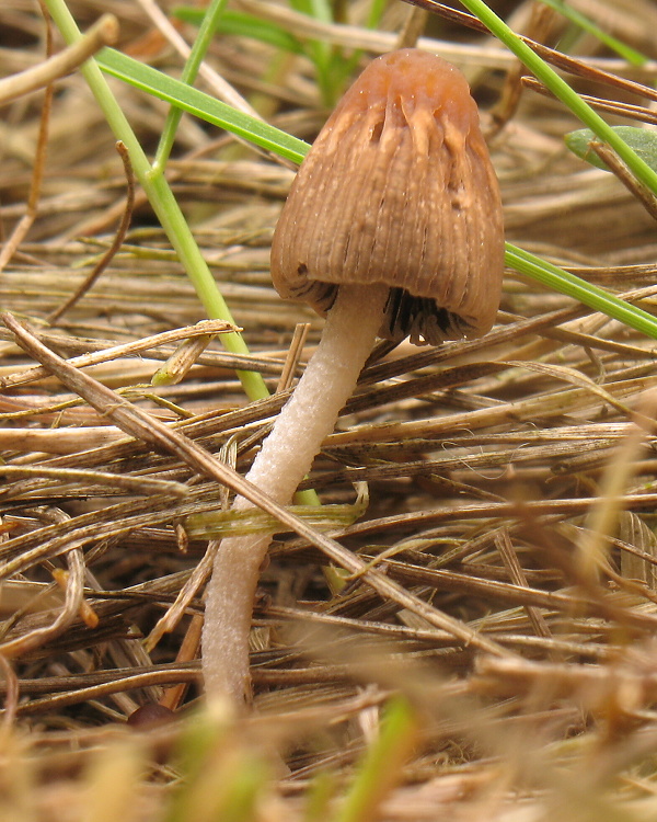 hnojník Coprinus sp.