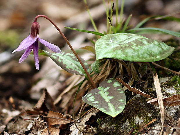 kandik psí Erythronium dens-canis L.