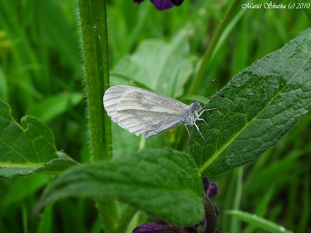 mlynárik  Leptidea sp.