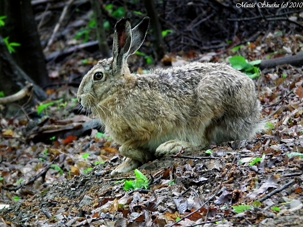 zajac poľný Lepus europaeus