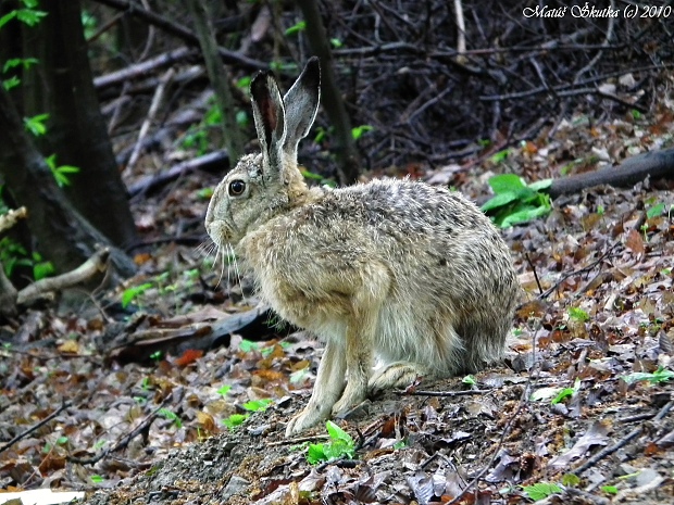 zajac poľný Lepus europaeus